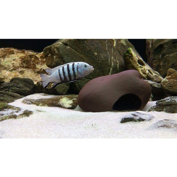 Cichlid stone S