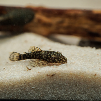 Krunýřovec sp. M 4 cm