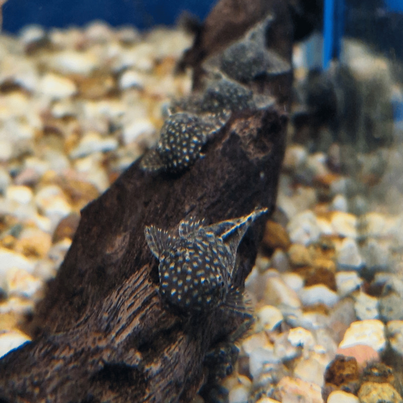 Krunýřovec sp. M 4 cm