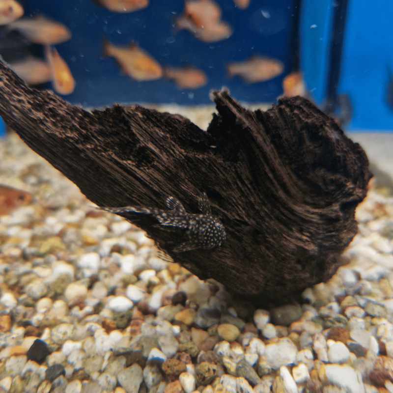 Krunýřovec sp. M 4 cm