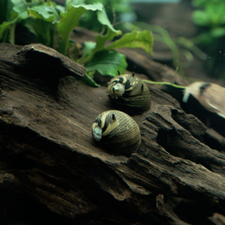 Šnek Clithon corona Sun snail 1,5 cm