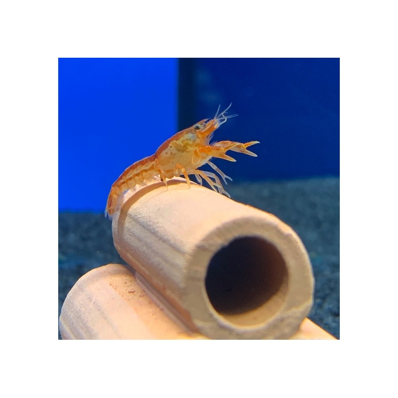 Rak mexický zakrslý
