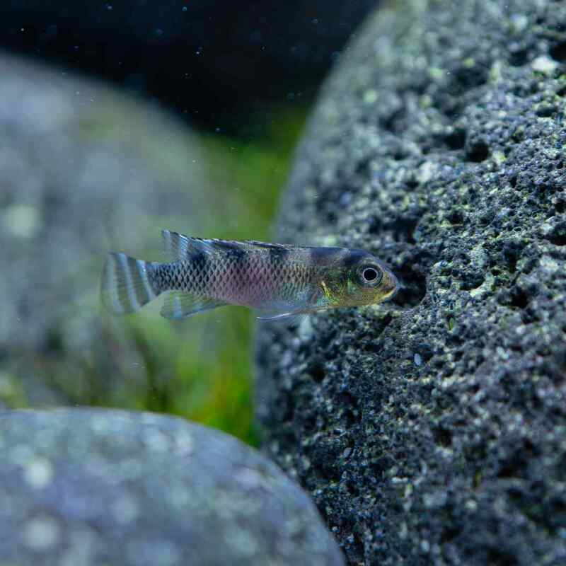 Cichlidka klamavá