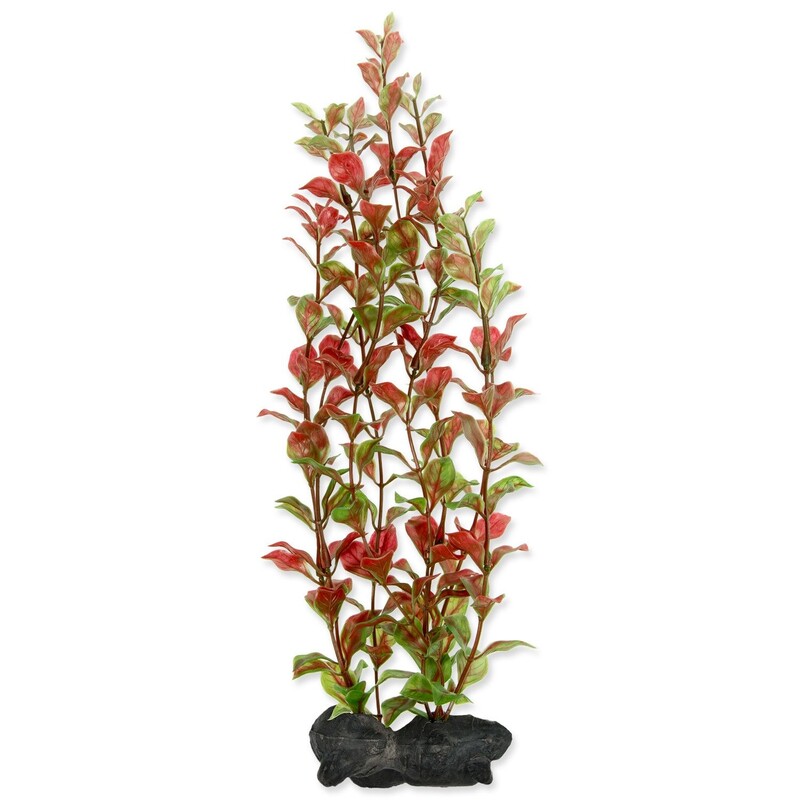 Rostlina Red Ludwiga 25-28 cm
