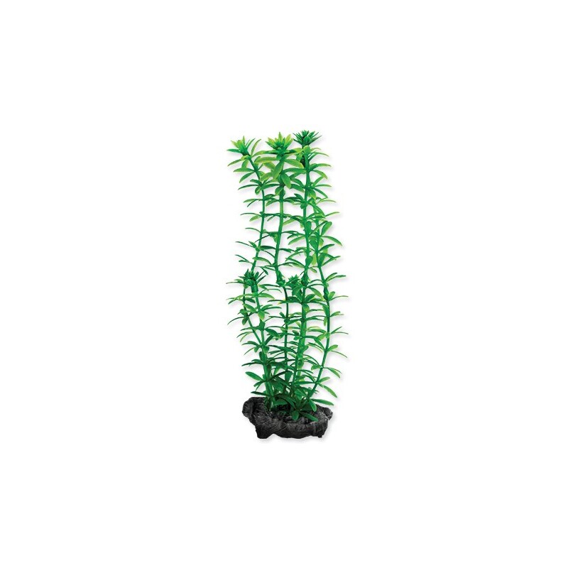 Rostlina Anacharis 15 cm