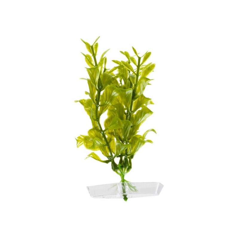 Rostlina Hygrophila 13-16 cm