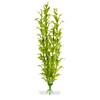 Rostlina Hygrophila 25-28 cm