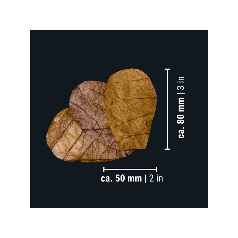 DENNERLE NANO CATAPPA LEAVES 12lístků