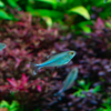 Tetra modrá