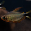 Tetra Procyon