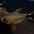 Tetra Procyon