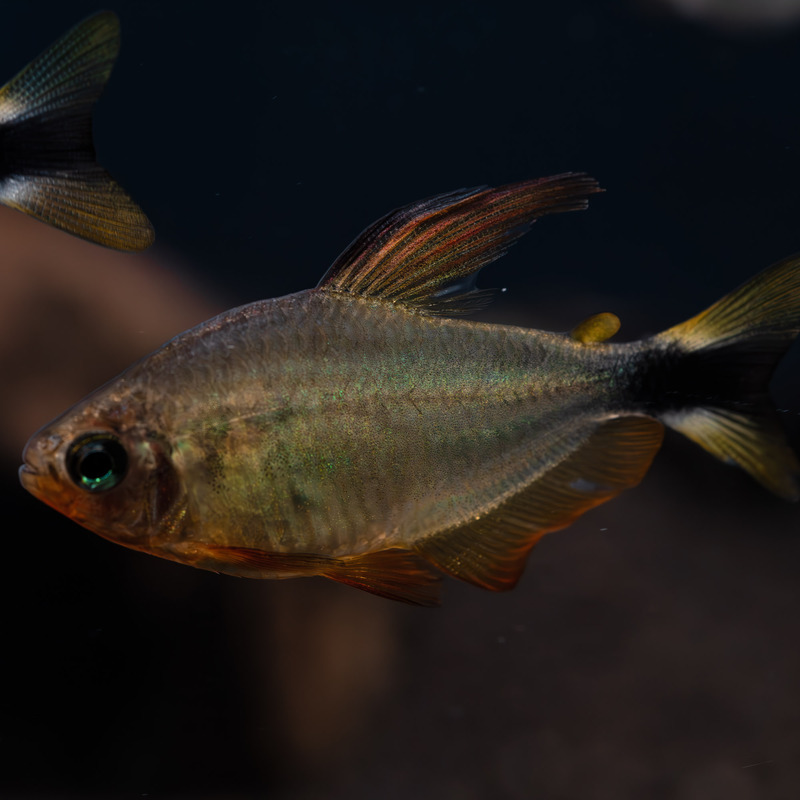 Tetra Procyon