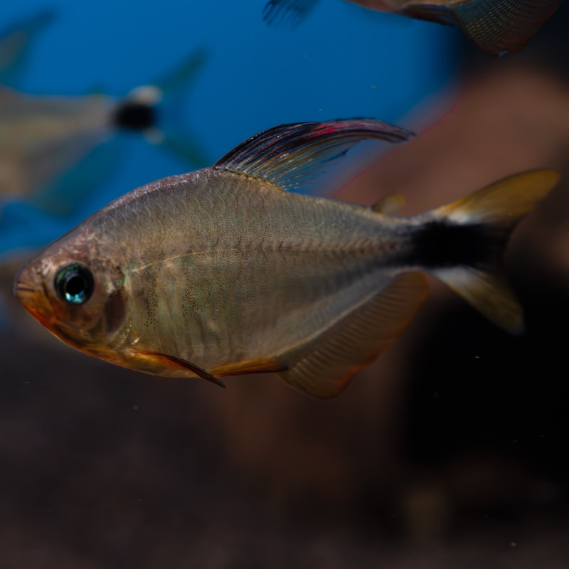 Tetra Procyon