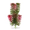 Rostlina Red Anacharis 18-21 cm