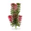Rostlina Red Anacharis 18-21 cm