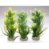 Rostlina Aquaplant medium 22 cm