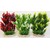 Rostlina Hedge 25 cm