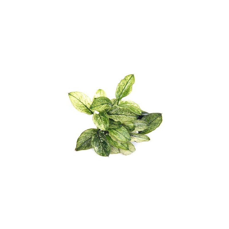 Dennerle Anubias nana  Pinto