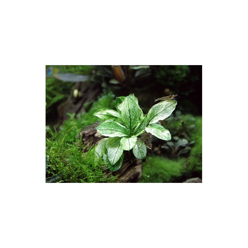 Dennerle Anubias nana  Pinto