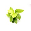 Dennerle Anubias nana Gold