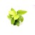 Dennerle Anubias nana Gold