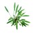 Dennerle Cryptocoryne lucens