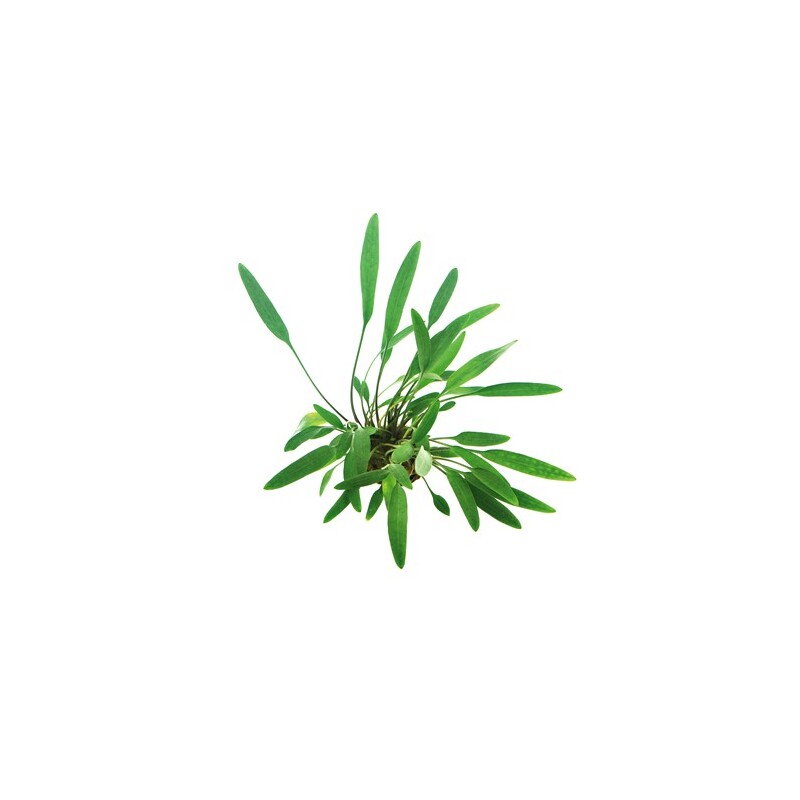 Dennerle Cryptocoryne lucens