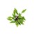 Dennerle Cryptocoryne lutea Hobbit