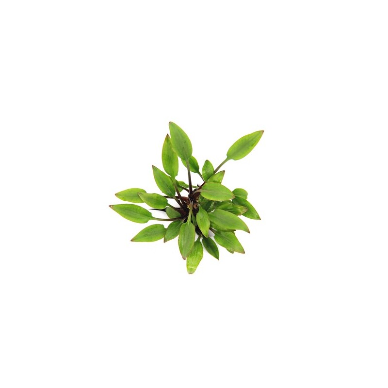 Dennerle Cryptocoryne lutea Hobbit