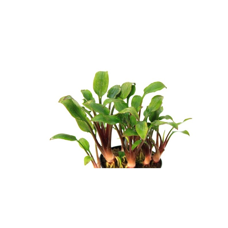 Dennerle Cryptocoryne lutea Hobbit