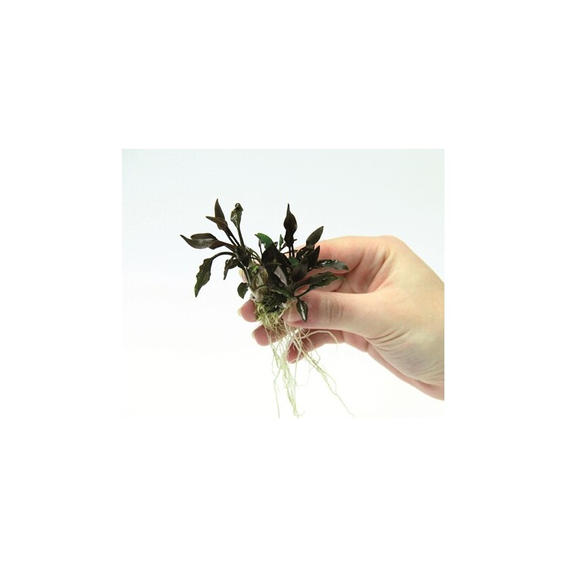 Dennerle Cryptocoryne lutea Hobbit