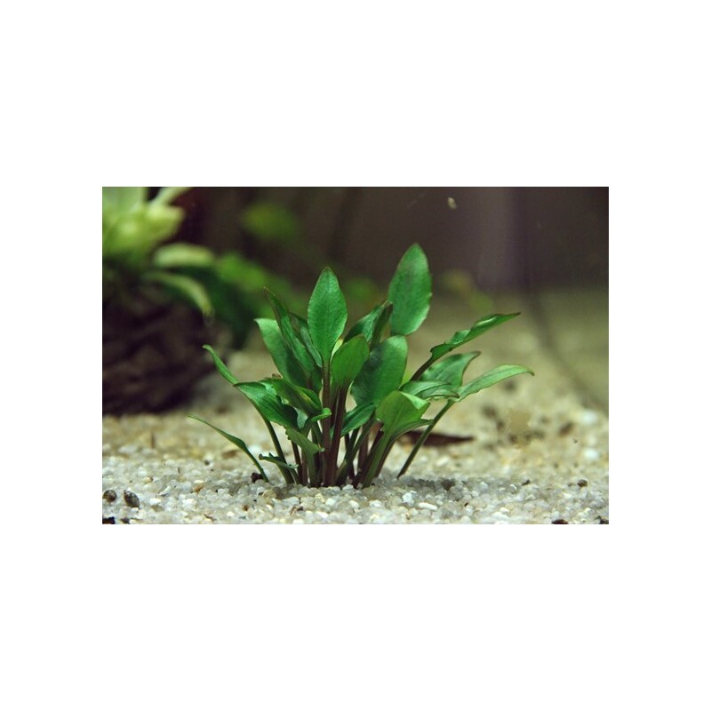 Dennerle Cryptocoryne lutea Hobbit