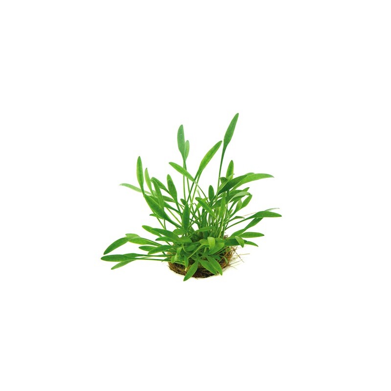 Dennerle Cryptocoryne parva