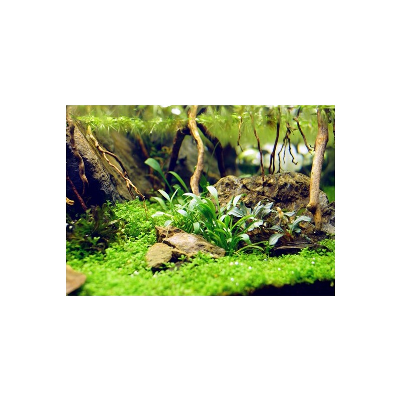 Dennerle Cryptocoryne parva