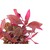 Dennerle Alternanthera reineckii Purple In-Vitro