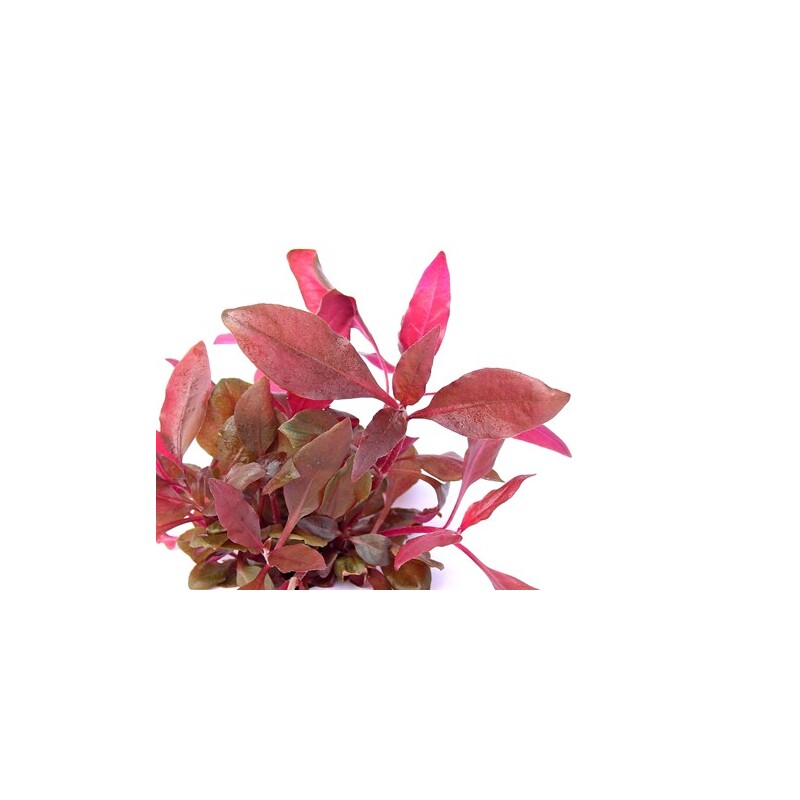 Dennerle Alternanthera reineckii Purple In-Vitro