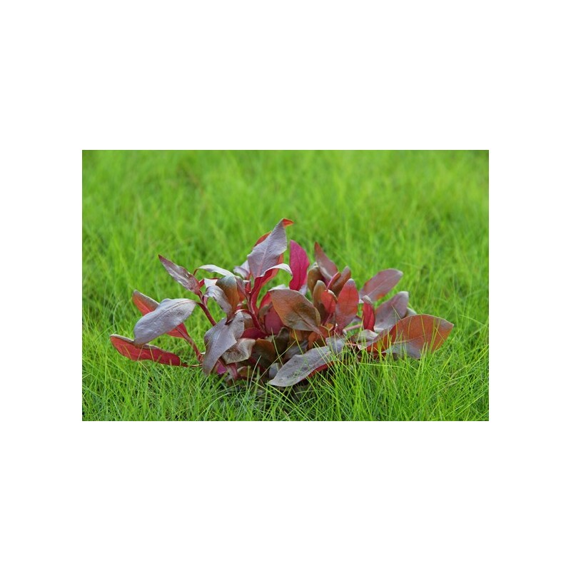 Dennerle Alternanthera reineckii Purple In-Vitro