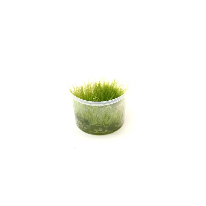 Dennerle Amblystegium serpens In-Vitro
