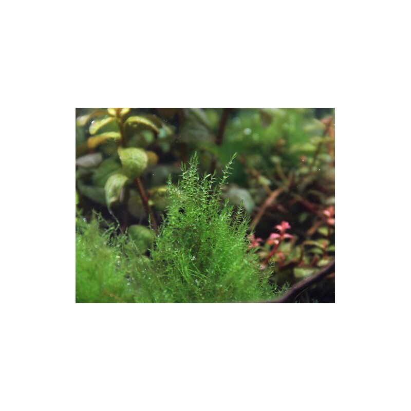 Dennerle Amblystegium serpens In-Vitro