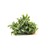 Dennerle Bucephalandra micrantha Needle Leaf In-Vitro
