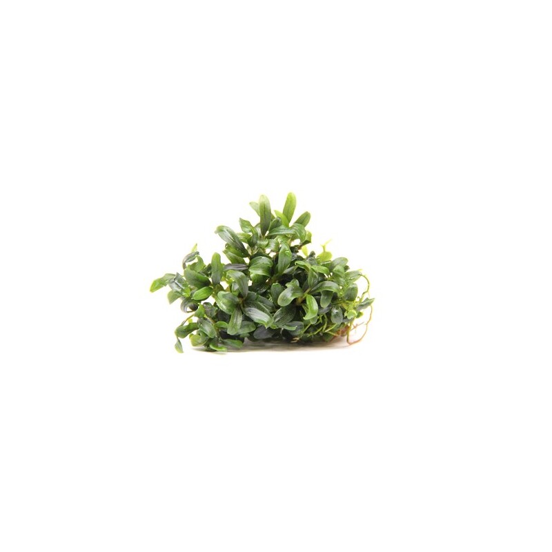 Dennerle Bucephalandra micrantha Needle Leaf In-Vitro