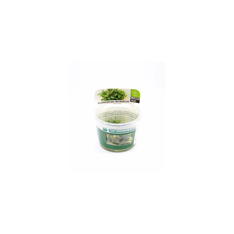 Dennerle Bucephalandra micrantha Needle Leaf In-Vitro