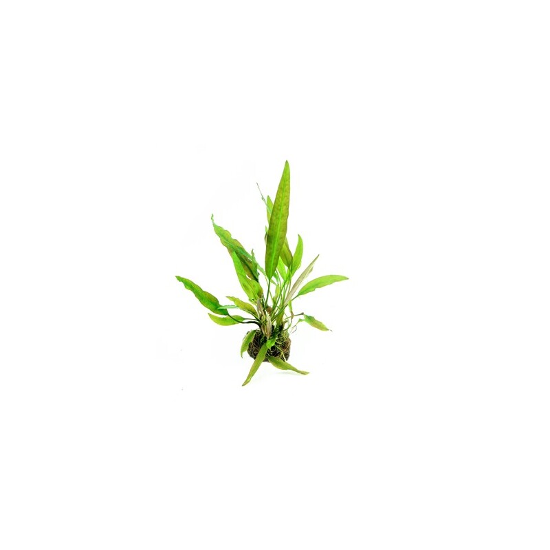 Dennerle Cryptocoryne usteriana In-Vitro