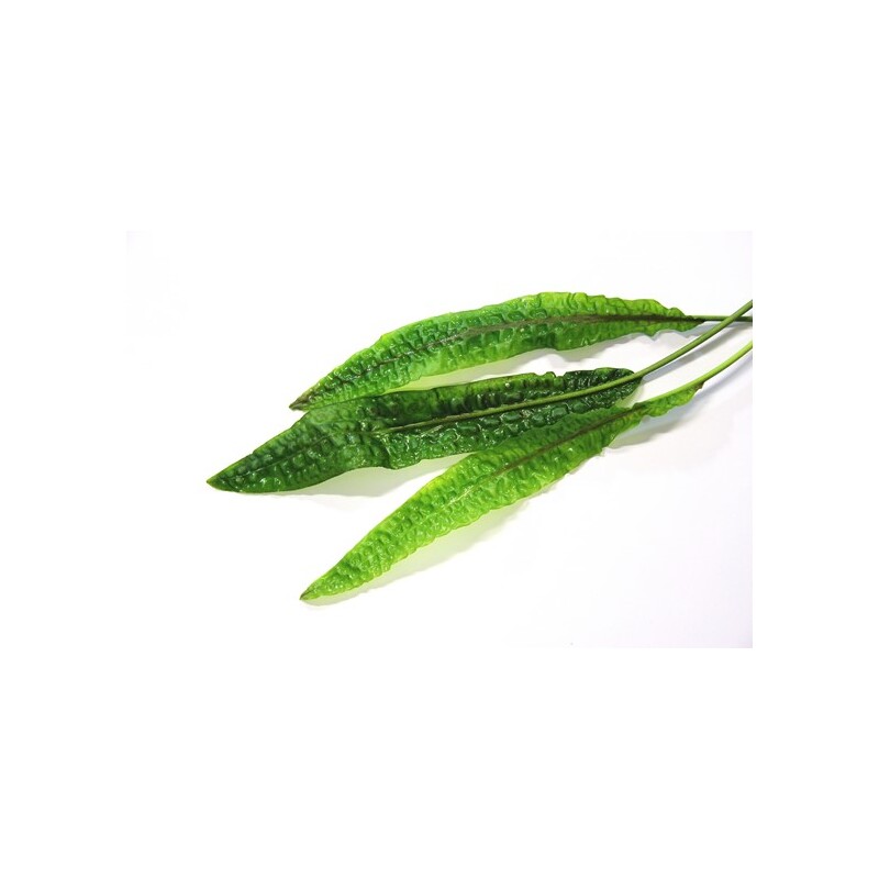 Dennerle Cryptocoryne usteriana In-Vitro