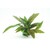 Dennerle Cryptocoryne x purpurea In-Vitro