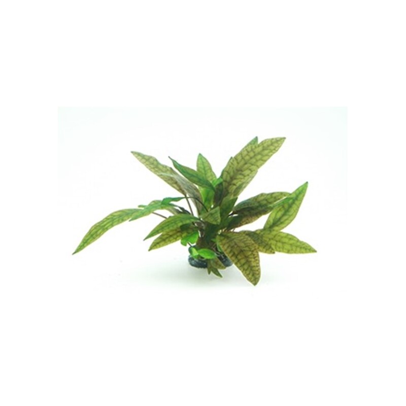 Dennerle Cryptocoryne x purpurea In-Vitro