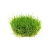 Dennerle Eleocharis pusilla In-Vitro