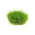 Dennerle Eleocharis pusilla In-Vitro