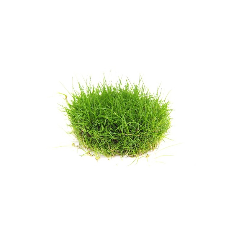 Dennerle Eleocharis pusilla In-Vitro