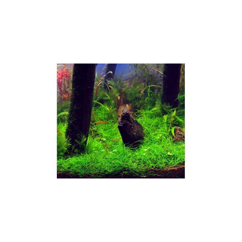 Dennerle Eleocharis pusilla In-Vitro